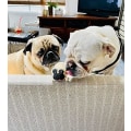 Miniatyrbilde 3 av 5: Squishy hundeleke gaver - Stress Squishies Pug sensoriske leker Slow Ri