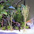 Miniatyrbillede 4 af 4: 1 stk. Akvarium Undervandsdekoration Dødt Træ Dekor Akvarium Tør Kvist Dekoration