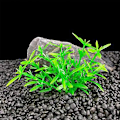 Miniatyrbilde 2 av 5: 20 stk/lot Kunstige Plastplanter Akvariumplanter Små Høye Go