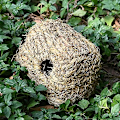 Miniatyrbilde 4 av 5: Gress tunneler for hamster gjemmesteder, hamster tunneler, natura