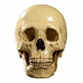 Miniatyrbillede 2 af 5: Model 1: 1 Kunstig Menneske kranie Anatomisk Undervisning, Dekoration Skul