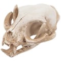 Miniatyrbillede 1 af 3: Katte Skelet Resin Dyr Lykkekat Kranie Model Figur Akvarium Fisketank Landskabsdekoration