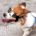 Miniatyrbilde 5 av 5: Sølv, Enjoy Small Dog Goggles Anti-UV Snø og Vindtett Goggle