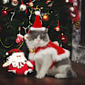 Miniatyrbild 4 av 5: Justerbar söt tomteklädsel för katt, juldräkt för husdjur