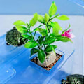 Miniatyrbillede 5 af 5: Multifunktionel Skildpadde Foderboks med Solplatform Habitat Små Reptiler Krebs Multifarver til Begyndere blå Lille Stige Bassin blue Small Ladder Basin