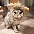 Miniatyrbild 1 av 3: 1 st kattperuk huvudbonad söt transformationsdräkt katter lejonhuvud