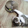 Miniatyrbild 5 av 5: Papper Magisk Orgel Katt Skrapbräda Leksak Med 2st klockor Pet Scratching Toy