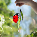 Pikkukuva 2 / 5: Lady Bug Suncatcher lasimaalaukset