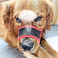 Miniatyrbild 3 av 5: Mjuk hund munkorg Anti-biting Barking Mesh Andas husdjur cover Red L