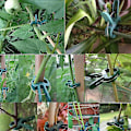Pikkukuva 5 / 5: Puutarhakasvien kukkatarrainpidikkeet kasvien varren tukemiseen Large Large 20Pcs
