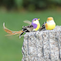 Miniatyrbild 3 av 5: Mini konstgjorda fåglar Simulering Foam Birds Flerfärgad hantverk julgran (1 set)