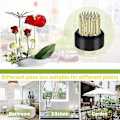 Miniatyrbild 3 av 5: Blomgroda Blommor Grodor Blomsterarrangör Groda Blomsterarrangemang