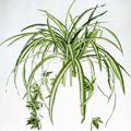 Pikkukuva 1 / 4: 1 Kukkakimppu Suurikokoinen Simulatio Chlorophytum Comosumn kasviseinä