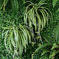 Pikkukuva 4 / 4: 1 Kukkakimppu Suurikokoinen Simulatio Chlorophytum Comosumn kasviseinä