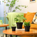 Miniatyrbild 3 av 3: 6 st 5 tums blomkruka i plast svart bevattningssystem med avgashål