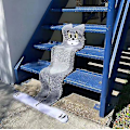 Miniatyrbillede 1 af 2: Cartoon Simulation Cat Tæppe Til Trapper Flad Kat Tom Skridsikker dørmåtte