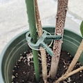 Pikkukuva 2 / 4: Puutarhakasvien kukkatarrainpidikkeet kasvien varren tukemiseen Small Small 10Pcs