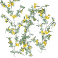 Miniatyrbillede 4 af 5: Simulering Small Daisy Rattan Boligudsmykning i europæisk stil Pastoral stil Krysantemum Vine Vinding Simulering Blomst Silke Blomst blue