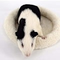 Miniatyrbillede 1 af 5: Blød, behagelig rund varm fleece-hamsterseng Sovemåtte til rotte, pindsvin, egern, marsvin, små dyr white