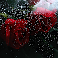 Miniatyrbild 3 av 5: Blomsteraffär Dammtätt transparent blomomslagspapper, blommigt omslagspapper för blommor, vattentätt plastpapper (f)