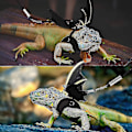 Miniatyrbillede 2 af 5: Læder Reptil Snor Udendørs Sele Snor Med Bat Wings Justerbar Snor