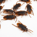 Miniatyrbillede 2 af 3: 12 stk Halloween-simulerede plastkakerlakker D