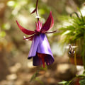 Miniatyrbild 5 av 5: Flower Design Birds Feeder Metal Innovativ matare för att mata fåglar med vatten Purple