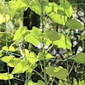 Miniatyrbillede 4 af 5: Vækstnet / Støttenet til Planter - 2x20m