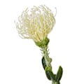 Miniatyrbild 2 av 4: Hill Interiors Nålskydd Protea Spray Konstgjord Blomma One Si Cream One Size