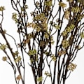 Miniatyrbild 2 av 3: Hill Interiors Branch In Bloom Filler One Size Grön Green One Size