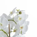 Miniatyrbild 2 av 2: Hill Interiors Orkidé- och ormbunksrabatt One Size Vit White One Size