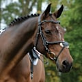 Miniatyrbild 5 av 5: Collegiate Comfitec Grackle Läder Hästgrimma Varmblod Svart Black Warmblood