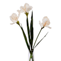 Miniatyrbild 2 av 4: Hill Interiors The Natural Garden Collection Fringed Iris Konstgjord Pale Apricot One Size