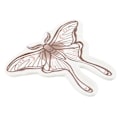 Miniatyrbild 3 av 3: Something Different Luna Moth Prydnadsfat En Storlek Vit/Brun White/Brown One Size