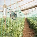 Miniatyrbillede 4 af 5: Have termometer til drivhus, digitalt udendørs termometer til maks.-min. temperatur til indendørs og udendørs planter, arbejdsplads, nem vægmontering