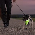 Miniatyrbillede 3 af 5: Hund Reflekterende Halstørklæde Sikkerheds Kæledyrs Bandana, M