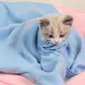 Miniatyrbillede 4 af 5: Hvalpe Tæpper Fleece Kæledyrstæppe Kompatibelt med Hunde Hvalpe Katte Kæledyr Army Green