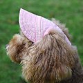 Pikkukuva 4 / 5: Pienet lemmikkikoiran lippalakit kesäksi, yksivärinen Oxford-lippis Dog cap2 M