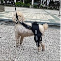 Miniatyrbillede 4 af 5: 1 par hund bagbensstøtte til heling af hundebenssår, forebygger ledbåndsskader og forstuvninger, kæledyrshund ledbind refleksblå M Reflective Blue