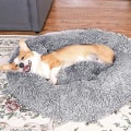 Miniatyrbillede 3 af 3: Blød Rund Fluffy Kæledyrs Seng Kat Hunde Senge White M