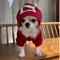 Miniatyrbillede 3 af 5: Kæledyr Squid Game Kat Hund Hættetrøje Varmt Kostume Tøj Triangle red XL