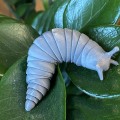 Miniatyrbild 3 av 3: Artikulerad Stretch Snigel Fidget Leksak, Sensoriska Leksaker blue