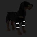 Miniatyrbillede 3 af 5: 1 par hundebagbensstøtte til heling af hundebenssår, forebygger ledbåndsskader og forstuvninger, kæledyrshund ledbind refleksblå S Reflective Blue