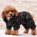 Miniatyrbilde 5 av 9: Hundeklær Varme Kjæledyrklær Vinter Hundekostyme Kjæledyrjakke for Små Mellomstore Store Hunder Chihuahua Bulldog Golden XXL Golden