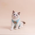 Miniatyrbild 2 av 4: Katt steriliseringskläder söt vind andningsbar stretch bomull fa Pink (solid color) L