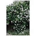 Miniatyrbild 1 av 5: Modeaffisch Rosblomma Fjäder Nordisk Stil Canvasmålning A