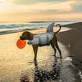 Miniatyrbillede 5 af 5: Hundeflydevest til svømning og sejlads, justerbar hundeflydevest med høj opdrift og håndtag