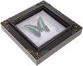 Miniatyrbild 1 av 6: Butterfly Display Frame Vintage Butterfly Frame Rectangular Wood Acrylic Framed Specimen