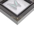 Miniatyrbild 3 av 6: Butterfly Display Frame Vintage Butterfly Frame Rectangular Wood Acrylic Framed Specimen