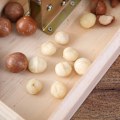 Miniatyrbilde 2 av 5: Macadamia nøtteknekker, valnøttskjærer, åpning av macadamia nøtter